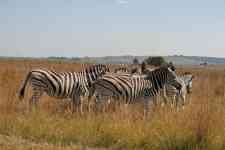 South Hutchinson: Animals, zebra, burchell's zebra