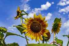 Hutchinson: sunflowers, sunflower, flower background
