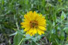 Hutchinson: prairie rosinweed, prairie dock, yellow flower