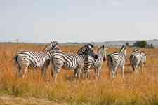 South Hutchinson: Game, zebras, safari