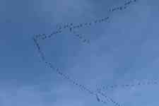South Hutchinson: Cranes, migratory birds, bird migration