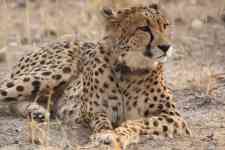 South Hutchinson: Predator, cheetah, big cat