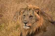 South Hutchinson: africa, animal, lion