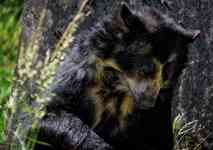 South Hutchinson: bear, andean bear, spectacled bear