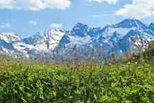 South Hutchinson: mountains, Herbs, mountain meadow