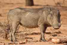 South Hutchinson: africa, wild boar, warthog