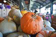Hutchinson: fall, pumpkins, gourds
