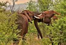 South Hutchinson: wilderness, safari, elephants