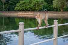 South Hutchinson: nature, monkey, macaque