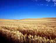Hutchinson: Grain, Wheat field, cornfield