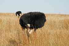 South Hutchinson: male, Ostrich, flightless bird