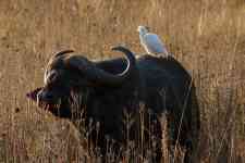 South Hutchinson: big five, african buffalo, white egret