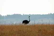 South Hutchinson: female, Ostrich, grassland