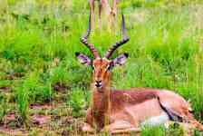 South Hutchinson: pilanesberg national park, springbok, springbuck