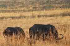 South Hutchinson: Buffalo, mammal, african buffalo
