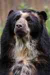 South Hutchinson: bear, south america, andean bear