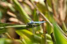 South Hutchinson: dragonfly, skimmer, percher