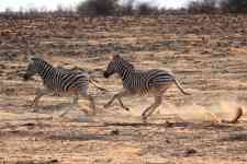 South Hutchinson: africa, zebras, safari