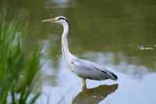 South Hutchinson: lake, bird, common heron