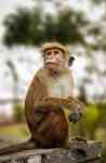 South Hutchinson: animal, monkey, toque macaque