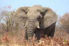 South Hutchinson: Elephant, mammal, pachyderm