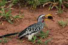 South Hutchinson: bird, southern yellow-billed hornbill, kruger national park