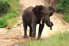 South Hutchinson: conservation, kruger national park, african elephant