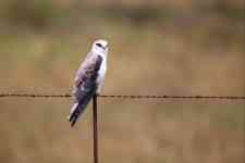 South Hutchinson: south africa, farm, black-shouldered kite