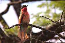 South Hutchinson: Branch, bird, southern carmine bee-eater