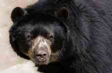 South Hutchinson: animal, andean bear, spectacled bear