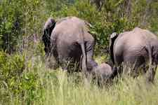 South Hutchinson: Walking, Elephant, calf