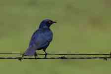 South Hutchinson: bird, feathers, cape glossy starling
