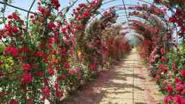 South Hutchinson: flowers, tunnel, rose tunnel