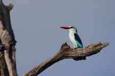 South Hutchinson: south africa, kruger national park, woodland kingfisher