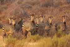 South Hutchinson: Animals, africa, zebras