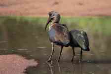 South Hutchinson: south africa, kruger national park, glossy ibis