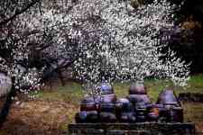 South Hutchinson: flowers, plum blossoms, jars