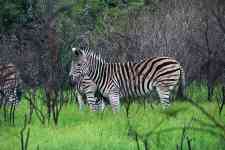 South Hutchinson: animal, zebra, mammal