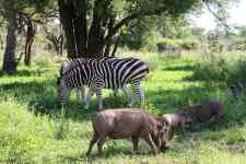 South Hutchinson: zebra, Warthogs, kruger national park