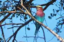 South Hutchinson: bird, ornithology, species