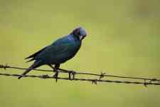 South Hutchinson: bird, feathers, cape glossy starling