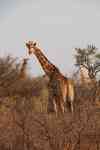 South Hutchinson: safari, giraffes, herd