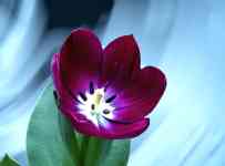 South Hutchinson: Tulip, purple flower, purple tulip