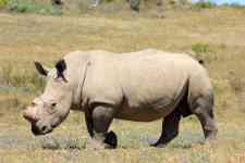 South Hutchinson: rhino, Rhinoceros, mammal