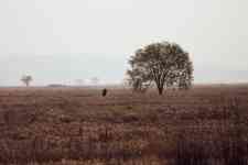South Hutchinson: tree, fog, field