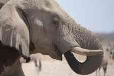 South Hutchinson: Elephant, pachyderm, tusks